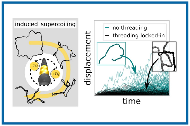 Scientific illustration showing rapid supercoiling of an entangled DNA ring and a displacement-versus-time graph comparing freely relaxing DNA molecules with DNA molecules trapped by locked-in threading entanglements.