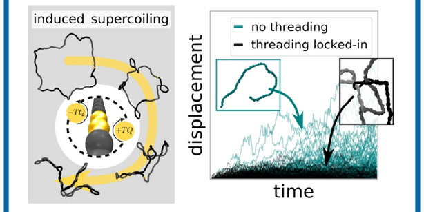 Scientific illustration showing rapid supercoiling of an entangled DNA ring and a displacement-versus-time graph comparing freely relaxing DNA molecules with DNA molecules trapped by locked-in threading entanglements.