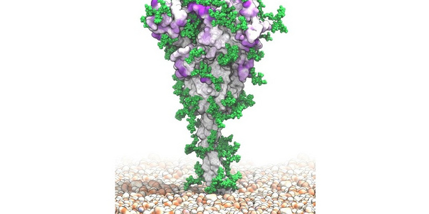 Molecular visualization of the SARS-CoV-2 spike protein, showing potential antibody target regions in purple that remain exposed despite the dynamic shielding effect of surrounding green sugar chains.