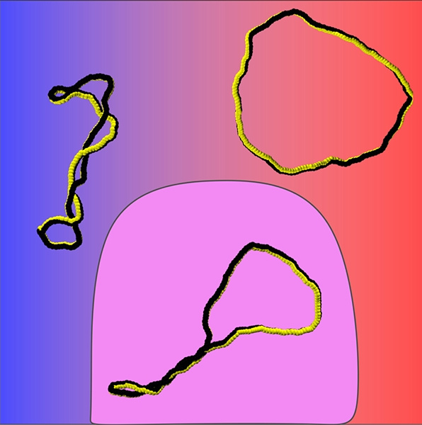 A sketch of the conformations of supercoiled ribbons in dependence of the electric charge: neutral and writhe-rich (upper left); fully charged and twist-rich (upper right); partially charged with separated writhe-rich and twist-rich domains (middle).