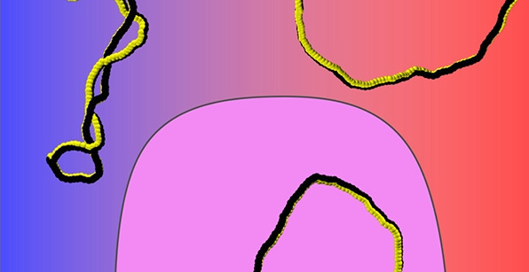 A sketch of the conformations of supercoiled ribbons in dependence of the electric charge: neutral and writhe-rich (upper left); fully charged and twist-rich (upper right); partially charged with separated writhe-rich and twist-rich domains (middle).