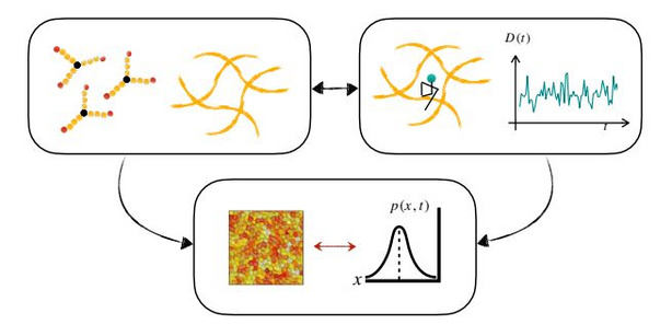 Schematic representation of Vittoria’s project entitled "Diffusion in polymer matrices: a quantitative mapping between matrix heterogeneity and non-Gaussian statistics”. 