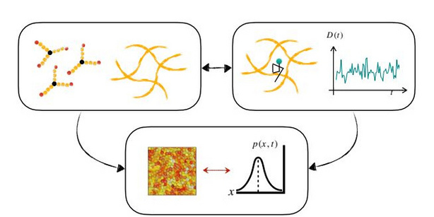 Schematic representation of Vittoria’s project entitled "Diffusion in polymer matrices: a quantitative mapping between matrix heterogeneity and non-Gaussian statistics”. 