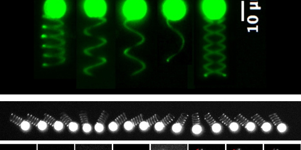 Top: Different 3D-printed microparticles.  Middle: Fast oscillation dynamics in shear flow.  Bottom: Snapshots of maximum oscillation amplitudes, shown every 5 oscillation periods.