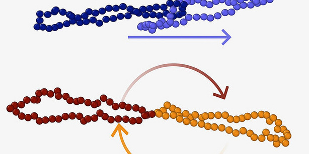 Schematic of poly[2]catenane slip tumbling and bonded ring gradient tumbling.