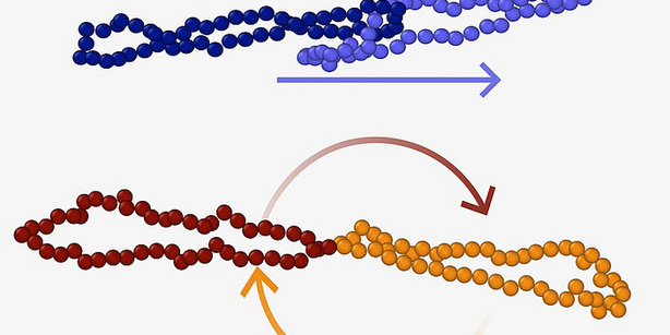 Schematic of poly[2]catenane slip tumbling and bonded ring gradient tumbling.
