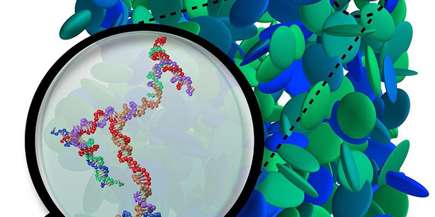 Simulation snapshot of the structure in a solution of DNA-based dendrimers.