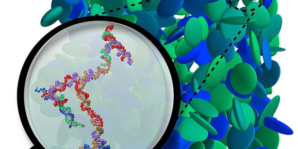 Simulation snapshot of the structure in a solution of DNA-based dendrimers.