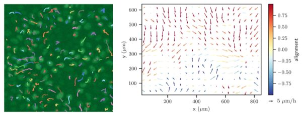 Snapshot from Particle Image Velocimetry (PIV) Analysis of cell dynamics while in a jammed state